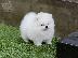 PoulaTo: Όμορφα κουτάβια Pomeranian